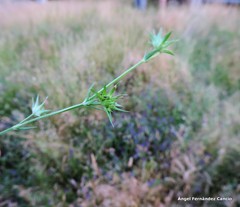 Bufonia macropetala