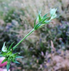 Bufonia macropetala
