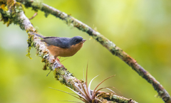 Diglossa sittoides dorbignyi