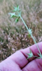 Bufonia macropetala