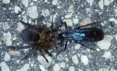 Spinosatibiapalpus trinitatis