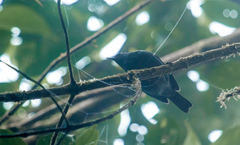 Diglossa caerulescens