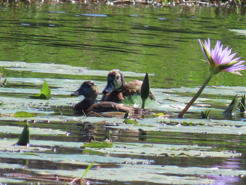 iNaturalist image
