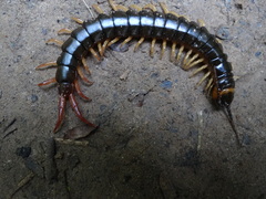 Scolopendra hermosa