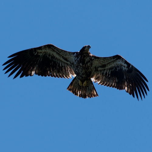Bald Eagle photographed in Washington
