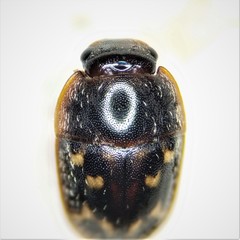 Cryptarcha strigatula