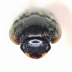 Cryptarcha strigatula