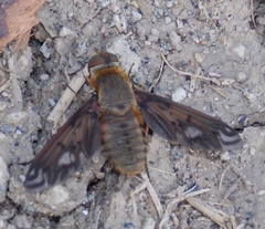 Poecilanthrax alcyon