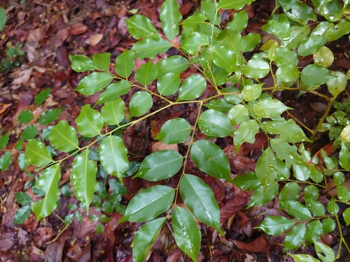 Myroxylon balsamum observed 2026-04-27