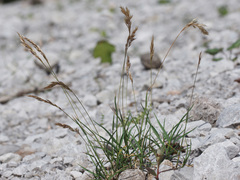 Trisetum distichophyllum