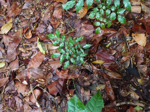 Myroxylon balsamum observed 2026-04-27