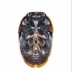 Cryptarcha strigatula