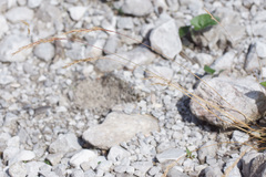 Agrostis schleicheri