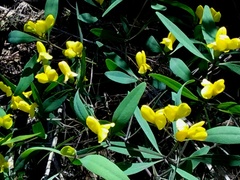 Baptisia lanceolata