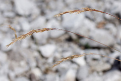 Agrostis schleicheri
