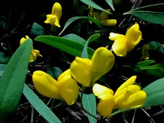 Baptisia lanceolata