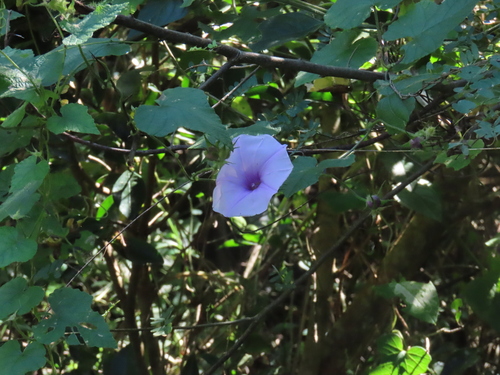 Ipomoea ficifolia, 2026-04-27