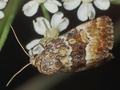Photedes captiuncula