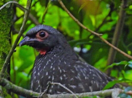 Red-faced Guan (Penelope dabbenei)