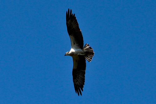 iNaturalist observation photo of Osprey