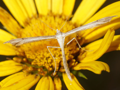 Stenoptilia