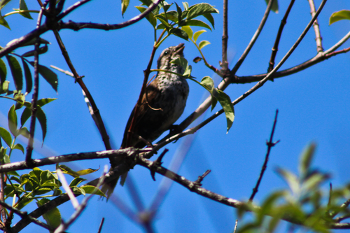 iNaturalist observation photo of Song Sparrow
