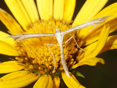 Stenoptilia