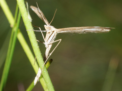 Stenoptilia