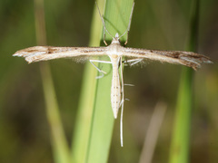 Stenoptilia