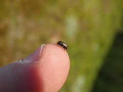 Trypodendron domesticum