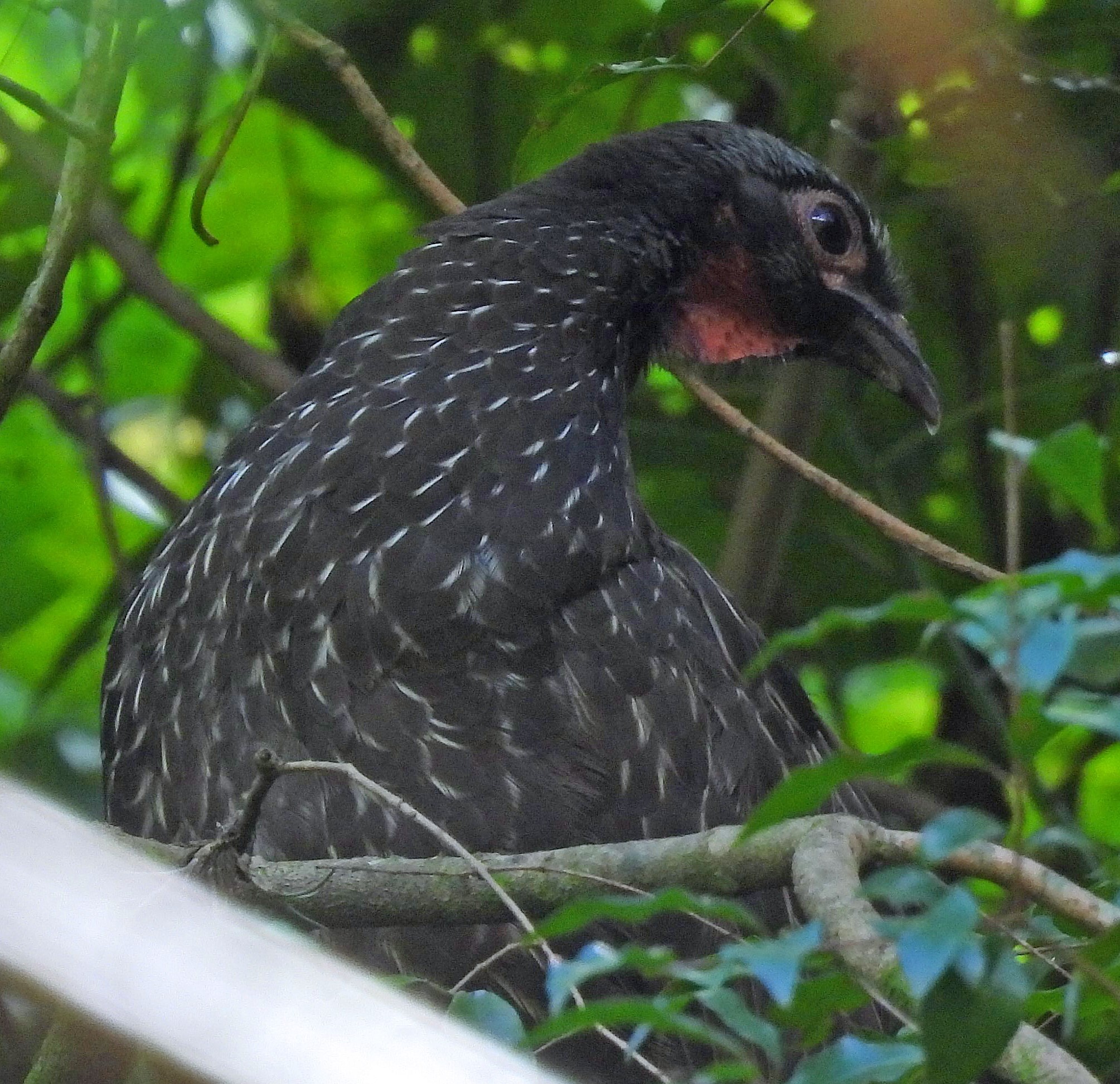 Red-faced Guan (Penelope dabbenei), photo 2