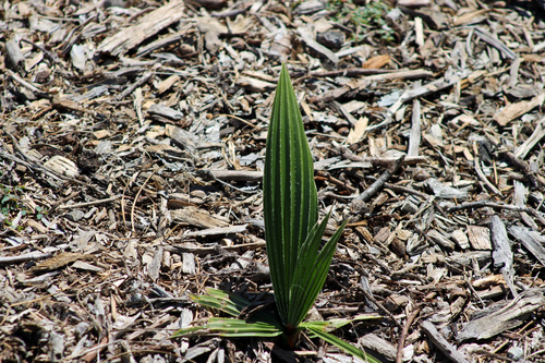 iNaturalist observation photo of Mexican Fan Palm