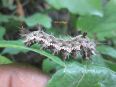 Hamadryas feronia farinulenta