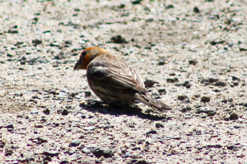 iNaturalist observation photo of House Finch