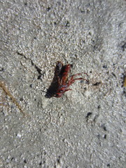 Spilichneumon