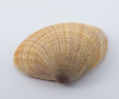 Circenita callipyga