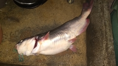 Ictalurus meridionalis