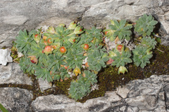 Androsace hausmannii