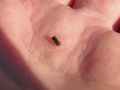 Trypodendron domesticum