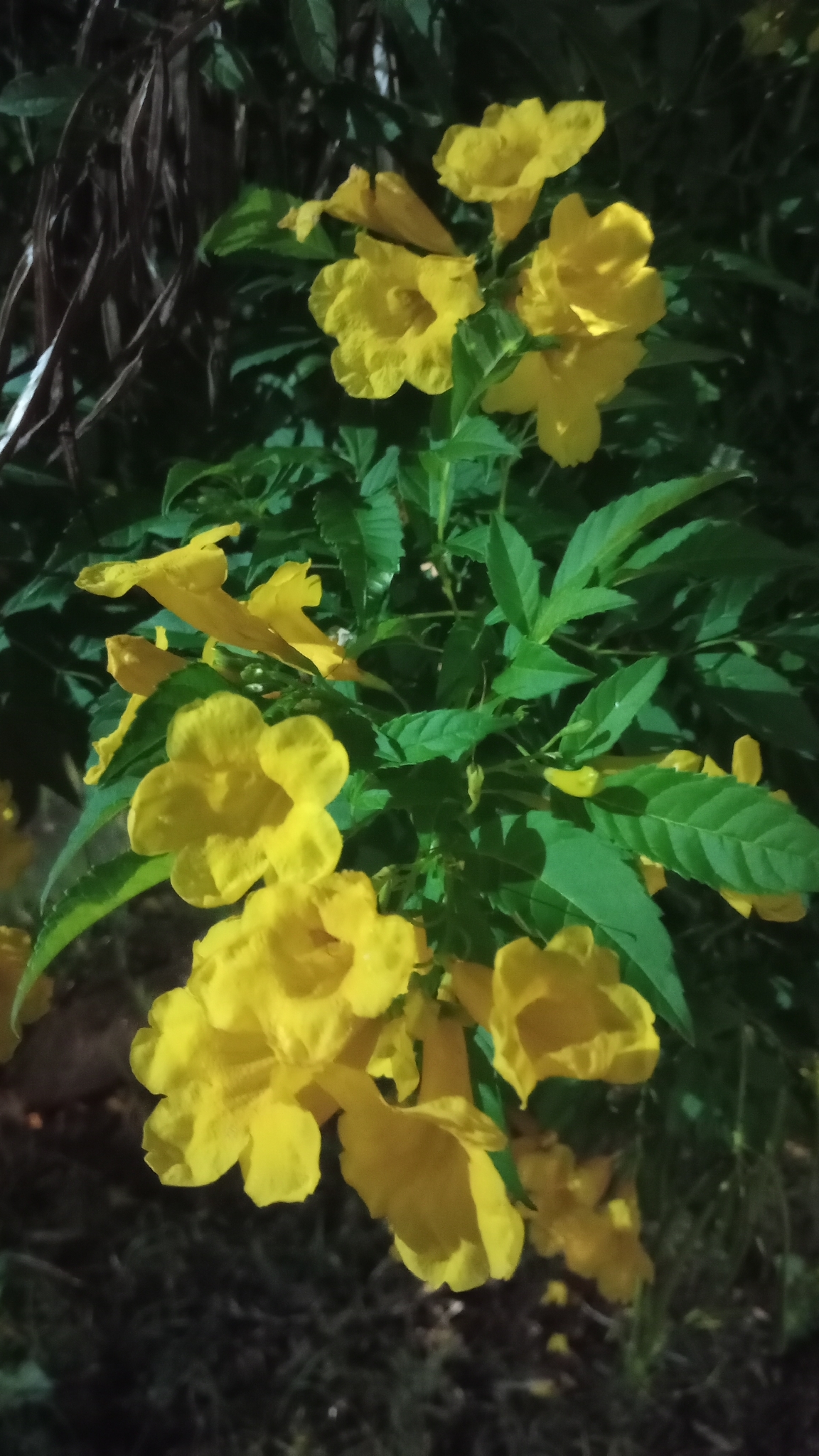 Tecoma stans