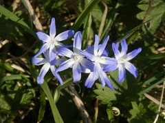 Scilla luciliae