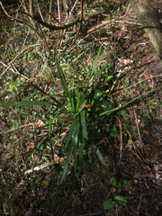 Iris foetidissima