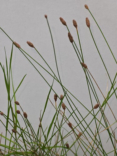 Eleocharis montevidensis, photograph 6