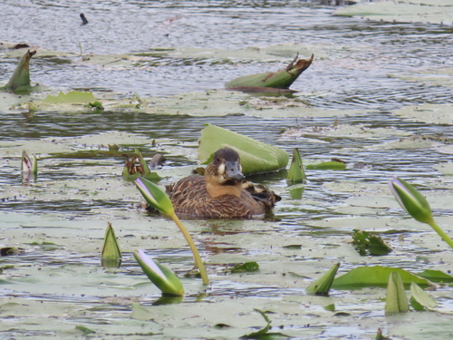 iNaturalist image