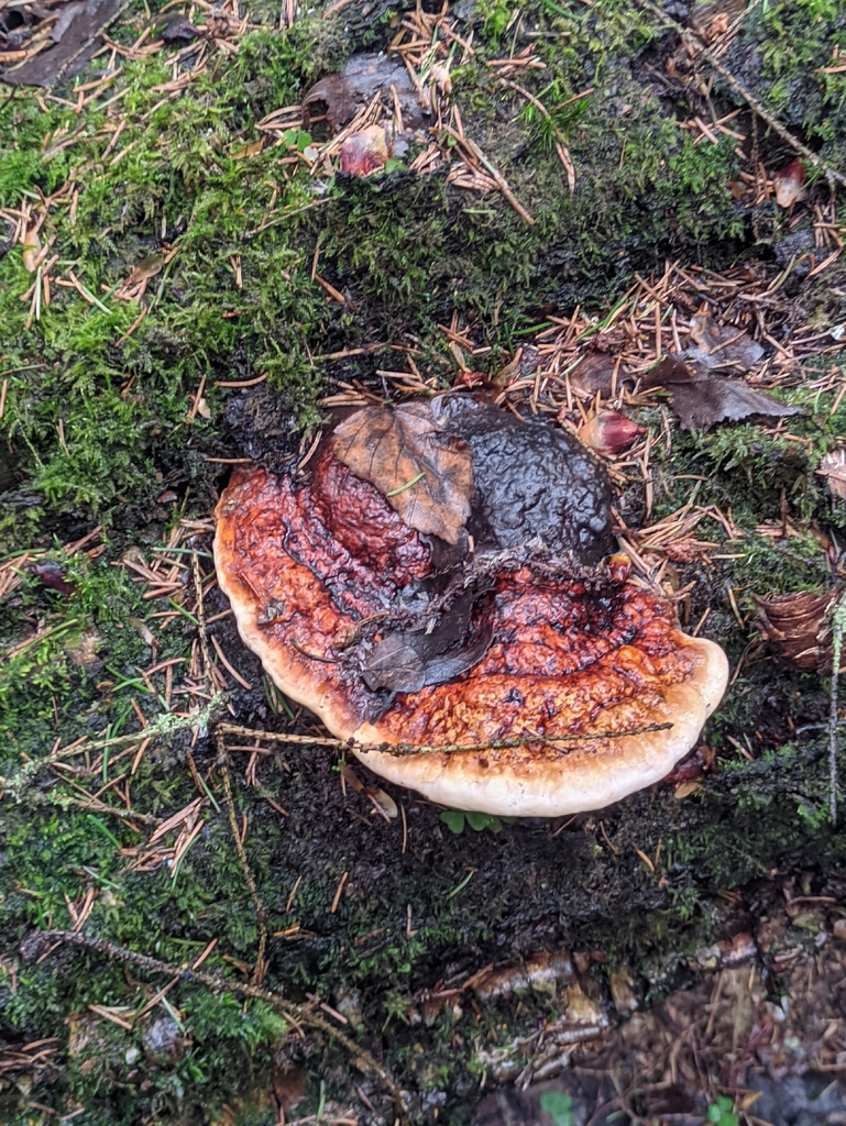 Fomitopsis pinicola · April 2026 · photo: © naturalist57011 (iNaturalist, cc-by)