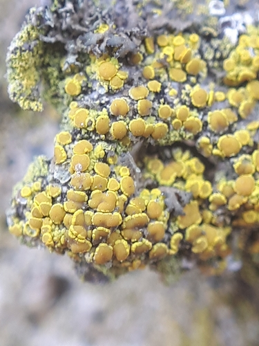 Representative image of Candelariella vitellina