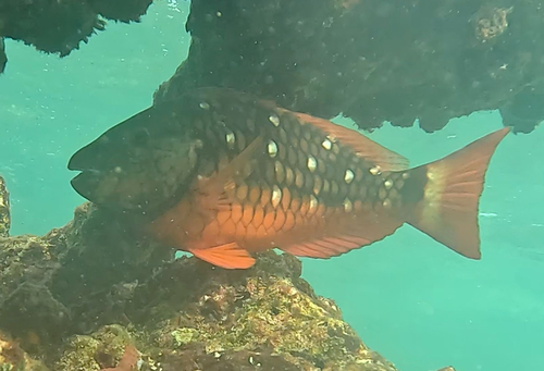 Sparisoma viride