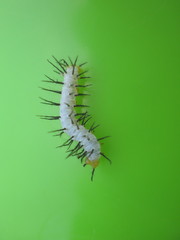 Heliconius hecale melicerta