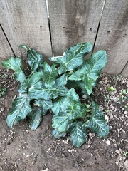 Arum italicum