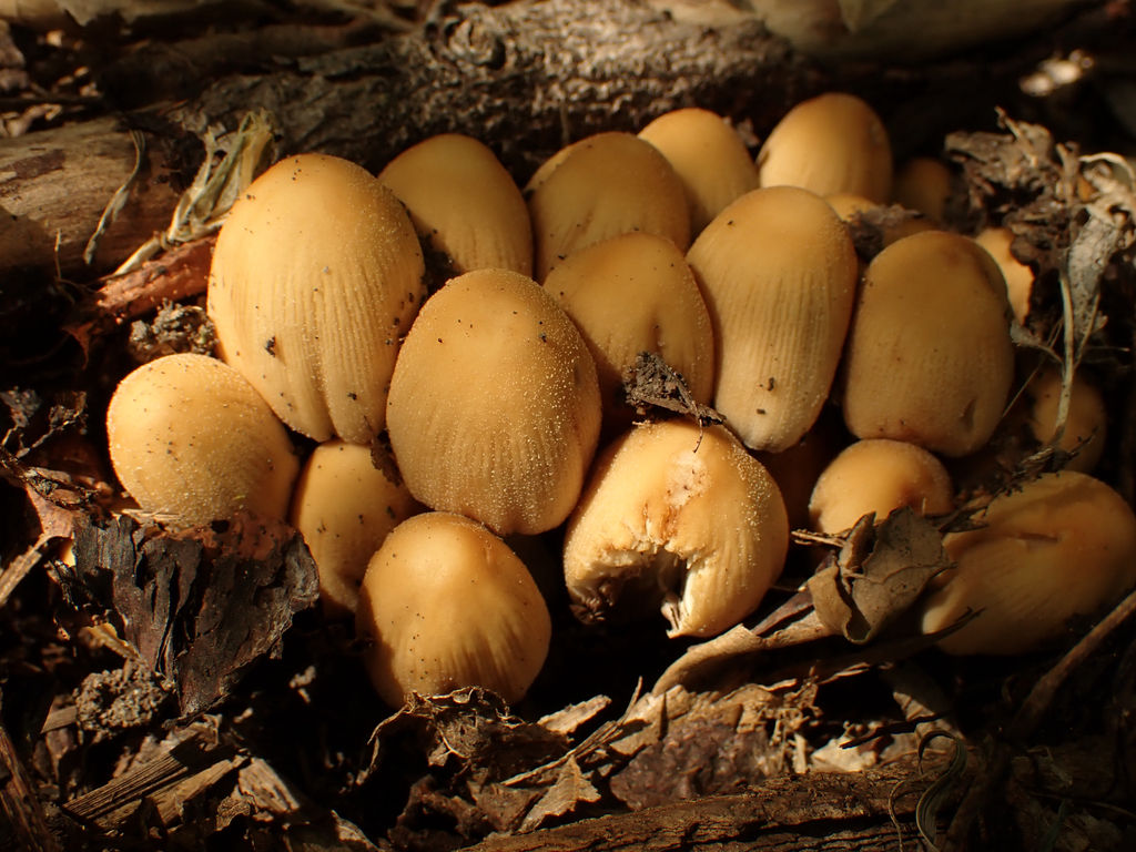 Coprinellus micaceus · April 2026 · photo: © reago (iNaturalist, cc-by)